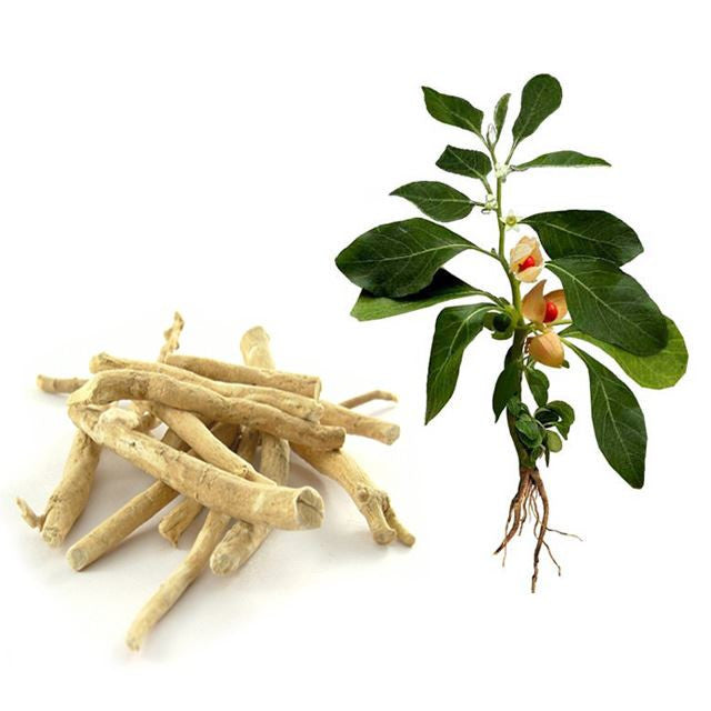 DAILY 600MG ASHWAGANDHA HELPS RESISTANCE TRAINERS BUILD MORE MUSCLE AND LOSE FOR FAT